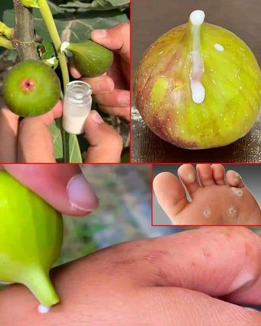 Savia de Higo: El Secreto Natural para Cuidar Tu Piel y Tu Salud