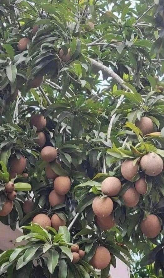 Estas hojas limpian los riñon3s, arteri4s y eliminan el ácido úrico