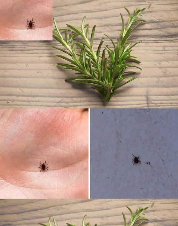 Garrapatas y pulgas dentro de la casa