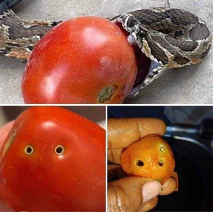 ¡Alerta! Evite consumir tomates