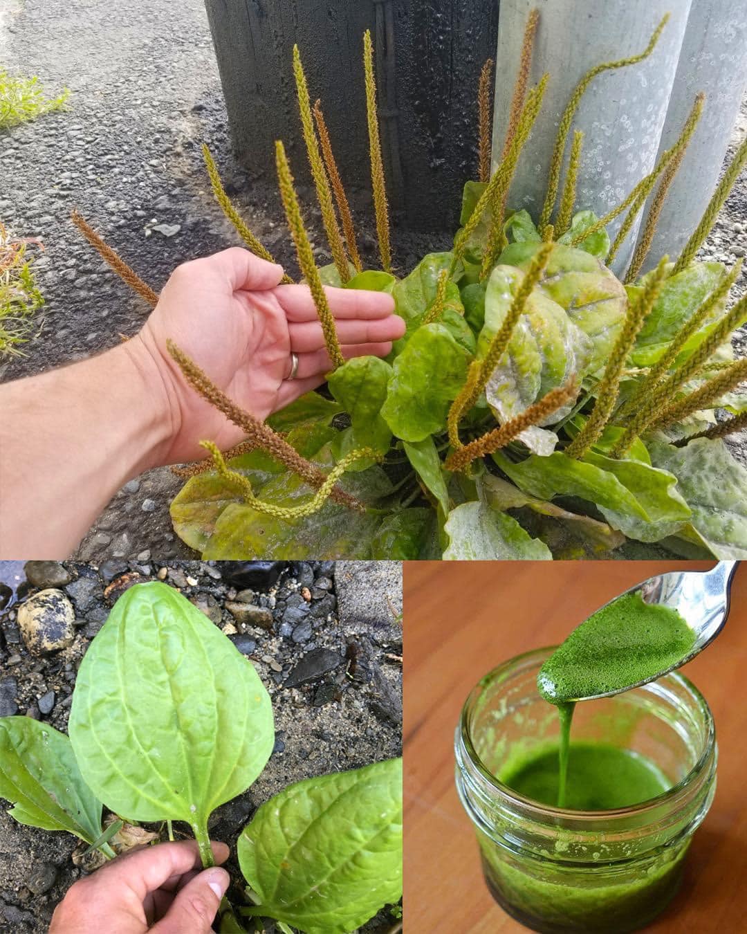 BENEFICIOS Y USOS PARA LA SALUD DEL LLANTÉN MAYOR (PLANTAGO MAJOR)