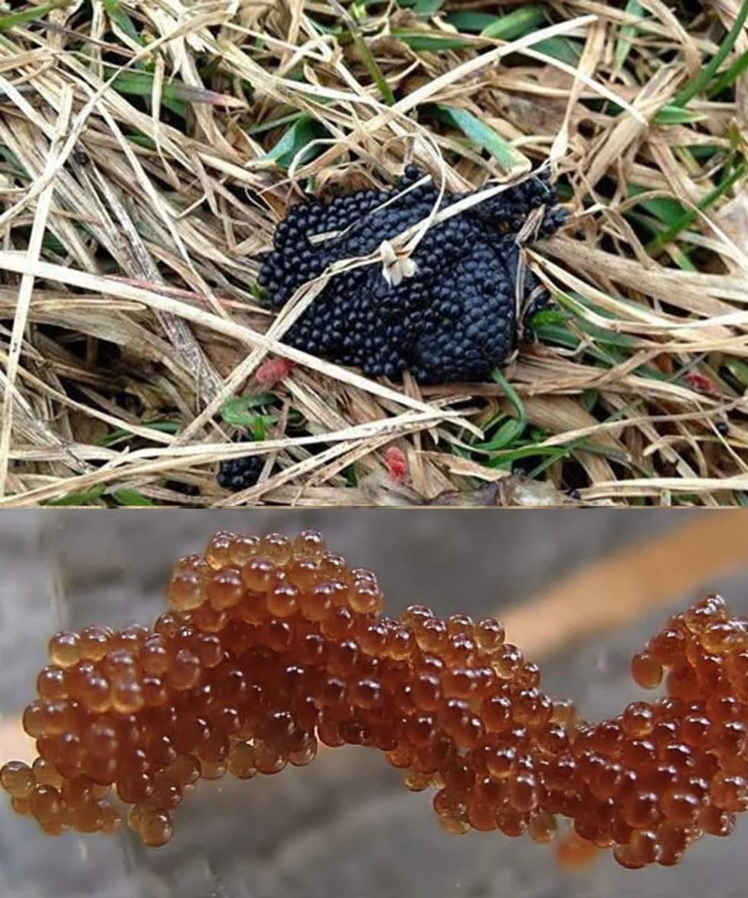 Guía completa para identificar y tratar los huevos de garrapata 