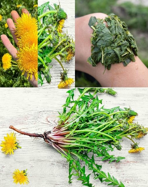 La planta Diente de León