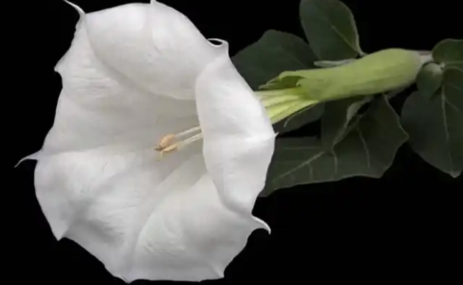 El género Datura: por qué debes mantenerte alejado de estas plantas tóxicas