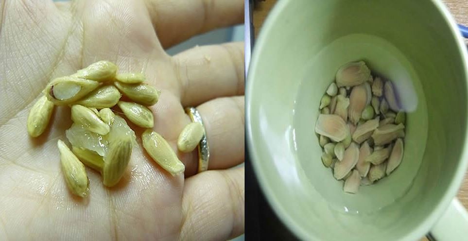 Con estas semillas podrás aliviar el dolor de cabeza