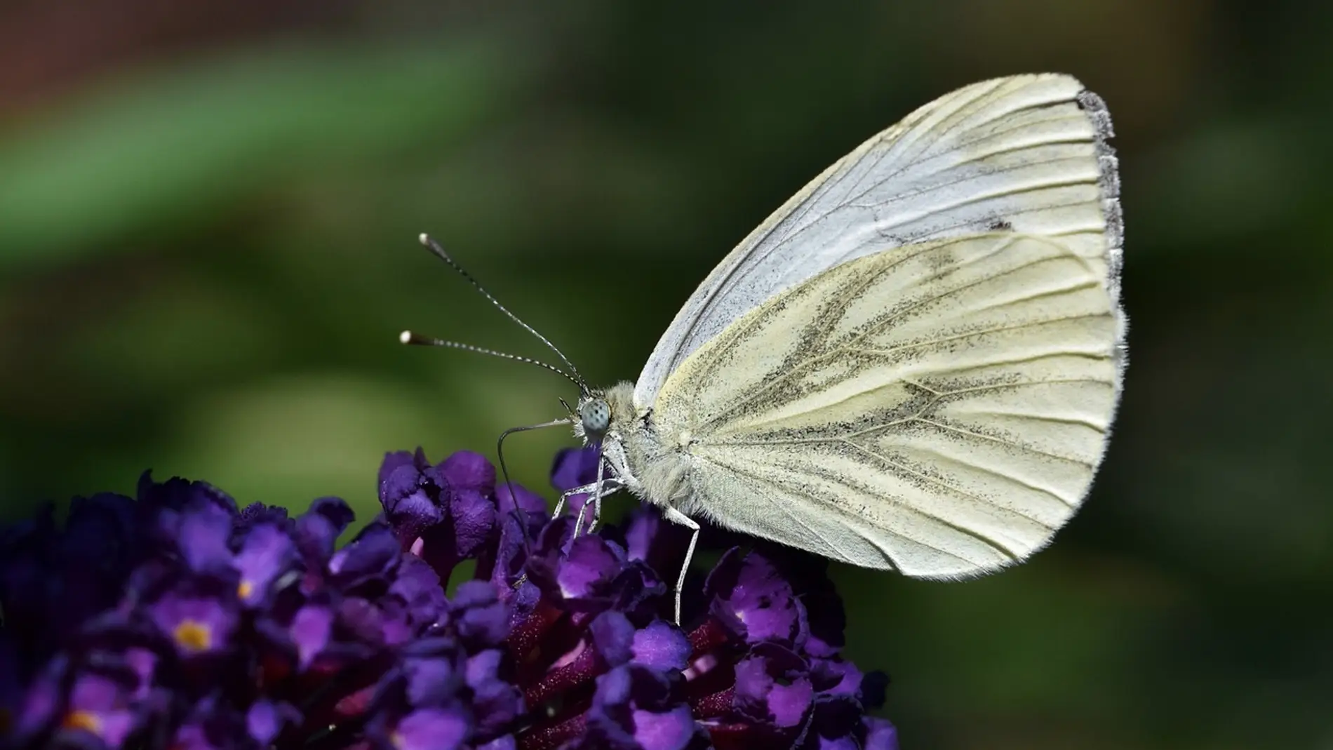LA MARIPOSA BLANCA EL MISTERIOSO MENSAJE