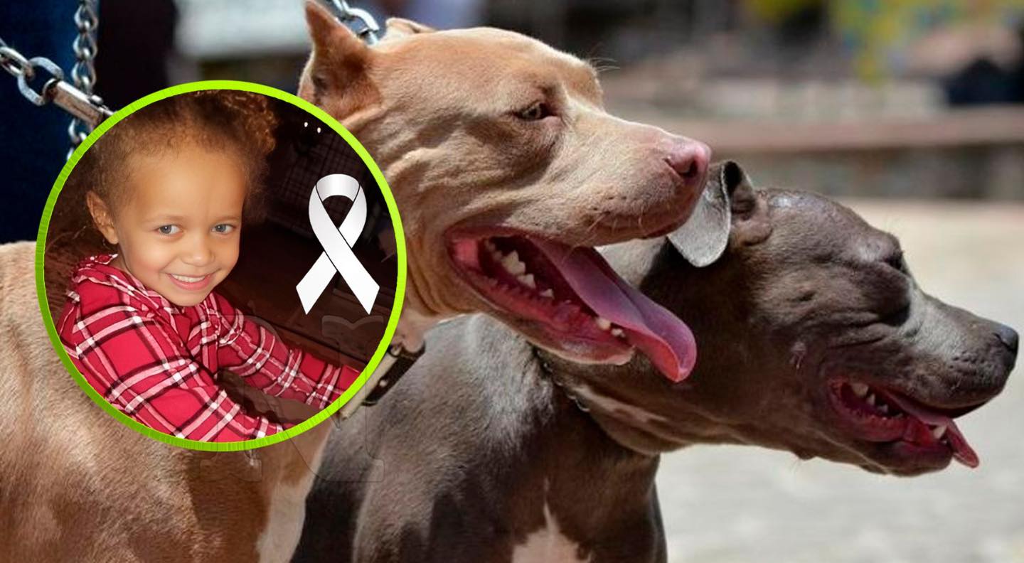 Niña de 3 años fallece tras ataque de perros familiares
