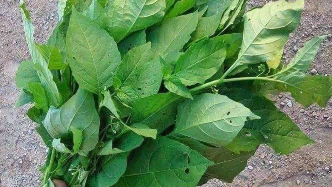 «Hierba Mora: Propiedades, Usos y Recetas Naturales»