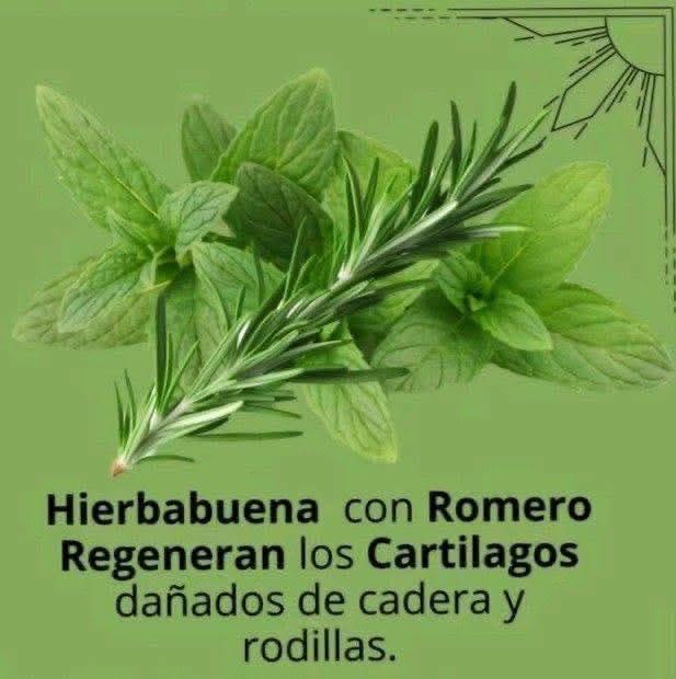 Hierbabuena y Romero para Regenerar los Cartílagos Dañados