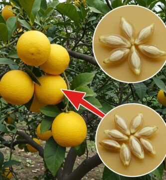 Semillas de Limón: ¡No las Tires! Descubre sus Increíbles Beneficios