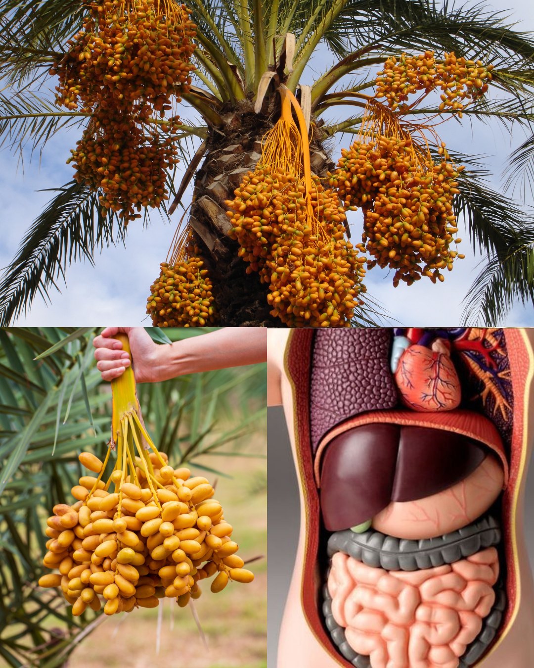 La fruta más poderosa: Cómela 1 vez por n0che y tu cuerpo empezará a no.Te dejaré la receta completa en el primer comentario de esta foto.