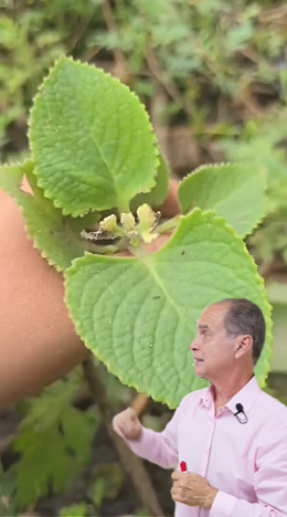 El organo es un planta con antibacteriana