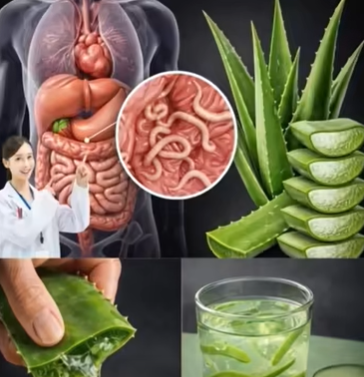 Aloe vera natural concentrado poderoso aliado contra bacterias y hongos (uso tradicional)