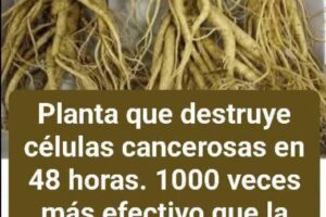 Ginseng: El Rey de las Hierbas Medicinales y su Poder Regenerador Natural
