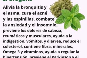 El orégano: una planta aromática con grandes beneficios para el bienestar