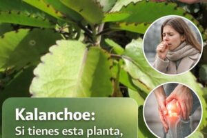 Kalanchoe: Un remedio natural que muchos tienen en casa y no conocen su potencial