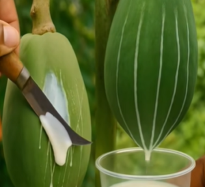 La Savia de Papaya