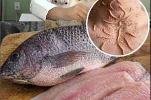 ¿Es peligroso comer tilapia? La verdad detrás de las imágenes virales que asustan a internet